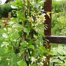 Die travertinplatten des vorplatzes und der an marmor erinnernde plattenbelag der hauptwegeachse vermitteln toskanisches lebensgefühl. Garten Terrasse Trachelospermum Jasminoides Toskanischer Sternjasmin 75 Cm Pflanzen Baume Straucher