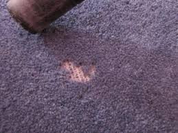 They could be found literally anywhere around the world. Mummy From The Heart Help My Carpets Are Infested With Moths