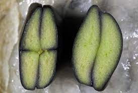 There are 169 ice cream bean for sale on etsy, and they cost nz$19.63 on average. Ever Had An Ice Cream Bean For Dessert Kew