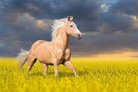 She is later joined by twin turbo, ikuno dictus, and makitane tannhauser.nice nature is well known for her reliability in getting high placements, although she tends to lose out to stronger horse girls in. Horses Animals Horse Nature Nice Hd Wallpaper Peakpx