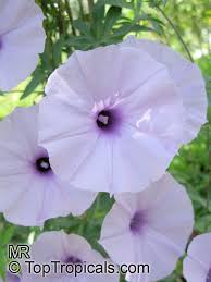 Image result for Ipomoea cairica