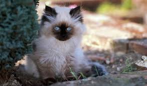 Molly's dad, christopher remaining pictures are. Himalayan Cat Breed Information