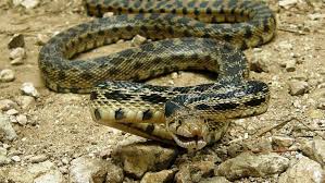 Abbreviated as amel, refers to a snake with a total absence of melanin; Gopher Snake Facts 9 Really Interesting Facts You Should Know