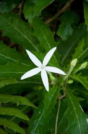 Costa rica flowers, fruits, and plants for more of our visit to costa rica click on butterflies, animal s and bird s, tortuguero, arenal or san jose. B Horse Poison B Em Hippobroma Longiflora Em Bluebell Family La Fortuna Costa Rica Feb 24