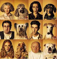 Poodles are a hypoallergenic breed. People And Their Pets Look Alike And The Same Goes For Their Cars