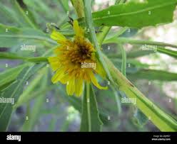 Image result for Geigeria schinzii