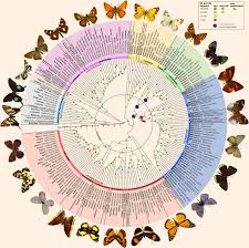 Scientists Complete Butterfly Evolutionary Tree Biology