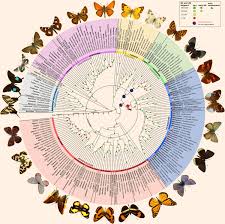 Scientists Complete Butterfly Evolutionary Tree Biology