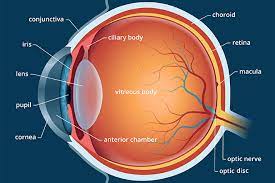 During your contact lens fitting, detailed measurements of your eyes will be taken to determine the right contact lenses for you. Lens Of The Eye All About Vision
