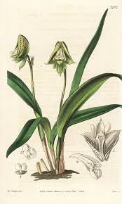 Image result for Polystachya galeata