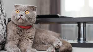 Scottish Fold Nasil Bir Kedidir Scottish Fold Yavrulari
