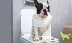 Can Too Much Play Cause Diarrhea In Your Dog Dogs Naturally