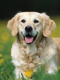 Poodles Are Generally Seen In Movies As The Animal Of Choice Of A Trendy Character Or In Dog Reveals Showcasing Their Dogs Golden Retriever Dogs Dog Training