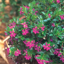 If you aren't a member of the home depot garden club (free and you can join online) i recommend joining. 17 Annuals Garden Flowers The Home Depot