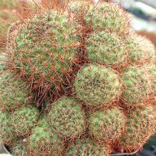 Image result for Clutia robusta
