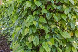 Hainbuchenhecke Anlegen Hainbuchenhecke Pflanzen Hainbuchenhecke Pflanzen