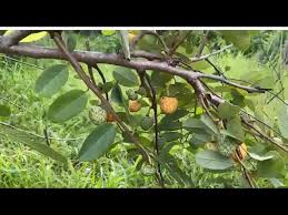 Image result for Annona senegalensis