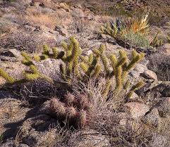 I live in the heart of the cholla belt of se colorado, where this beautiful plant grows in abundance i planted the 2 little ones in my new cactus garden.they were so small i stepped on one and thought. Spectacular Hikes In Idaho And The West Explorumentary Com Explorumentary