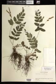 Image result for Anemia angolensis