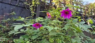 Image result for Acanthopale confertiflora