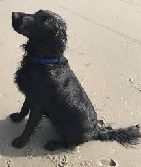 Find flat coated retriever dogs and puppies from pennsylvania breeders. Flat Coated Retriever Puppies For Sale In Pa Bmo Show