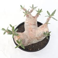 Image result for Dipcadi rigidifolium