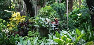 What's happening in gardens right now. Tropical Garden Design For Colder Climates Horticulture