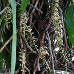 Image result for Tridactyle tridactylites