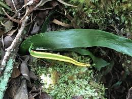 Image result for Ophioglossum gomezianum