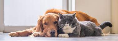 Hours may change under current circumstances Veterinary Services In Easton