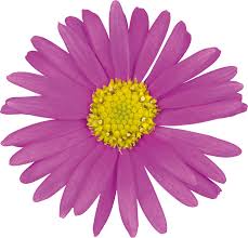 Image result for Embelia multiflora