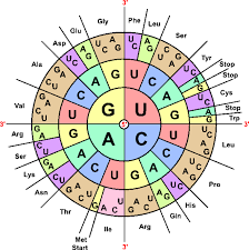 How To Use The Genetic Code For Passwords