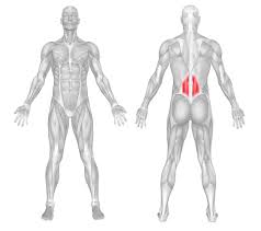 The back isn't only one of the body's biggest and strongest body parts, it's also the most complicated in terms of being a series of interconnected muscle groups. Tl Recovery Self Massage Strength For Endurance