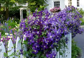 If the water drains immediately, the soil is on the sandy side. A Clematis For Every Garden Garden Gate