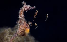 To move up and down, seahorses adjust the volume of air in their swim bladders, which is an air pocket inside their bodies. See A Male Seahorse Give Birth Scientific American