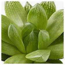 Succulent Pflanze Versch Arten Hol Es Dir Noch Heute Ikea Deutschland Pflanzen Buropflanzen Pflegeleichte Pflanzen