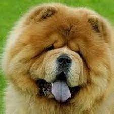 chow chow cin aslani pdf like animals chow chow dogs dog cat