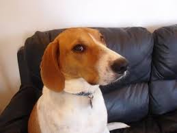 Black And Tan Foxhound Puppies Black And Tan Virginia Foxhound3 American Foxhound The Fox And The Hound Rich Dog