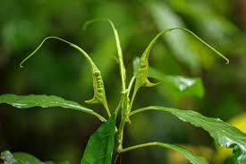 Image result for Dorstenia psilurus