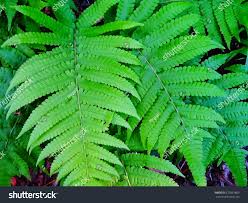 Image result for Christella dentata