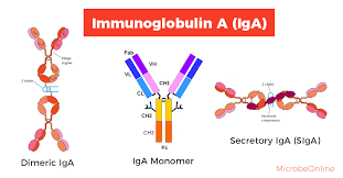 Sitemizde, deneyiminizi iyileştirmek ve sizlere daha iyi bir web sitesi deneyimi sunabilmek için çerezler kullanılmaktadır. Immunoglobulin A Iga Structure And Functions Learn Microbiology Online