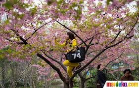 Foto jadi tempat selfie taman bunga keputih surabaya terancam rusak : Foto Asyiknya Selfie Bersama Bunga Sakura Yang Bermekaran Di China Merdeka Com