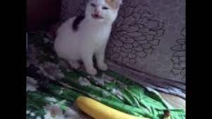 Cat No Banana He Not Like The Banana Lyric Video Youtube