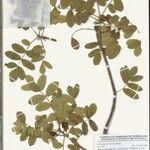 Image result for Commiphora pedunculata