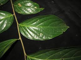 Image result for Pandaceae