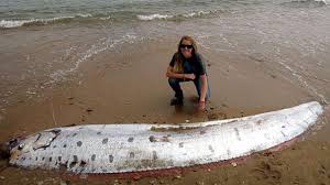 Maybe you would like to learn more about one of these? Ikan Laut Dalam Ditemukan Terdampar Di Jepang Pertanda Tsunami