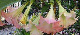Image result for Brugmansia