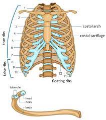 The bones have a the scapula, or shoulder blade, is an approximately triangular shaped bone. Chest And Back Pain All Questions Answered Liebscher Bracht