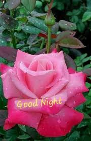 If you are looking for beautiful good night flowers wallpapers and good night rose pics to wish your friends or love by sending beautiful good night images with flowers then here is a unique collection of good night. Good Night Flowers With Feelings Facebook