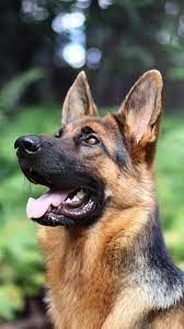 pin by amel cher on puppy german shepherd dogs shepherd puppies german shepherd puppies